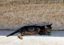 Delos Cat: Only cats are allowed to sit on the ancient marble benches in Delos